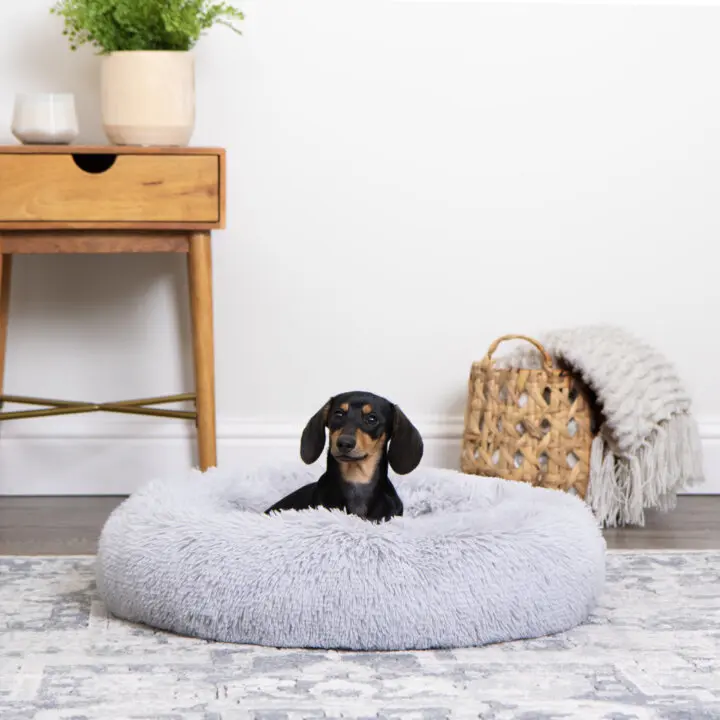 Trustypup bed 2025