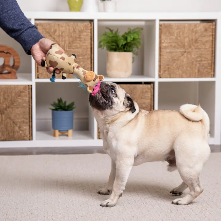 Best toys for pug puppies hotsell